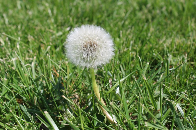 Suppresses Common Weeds Like Dandelions Suppresses Common Weeds Like Dandelions