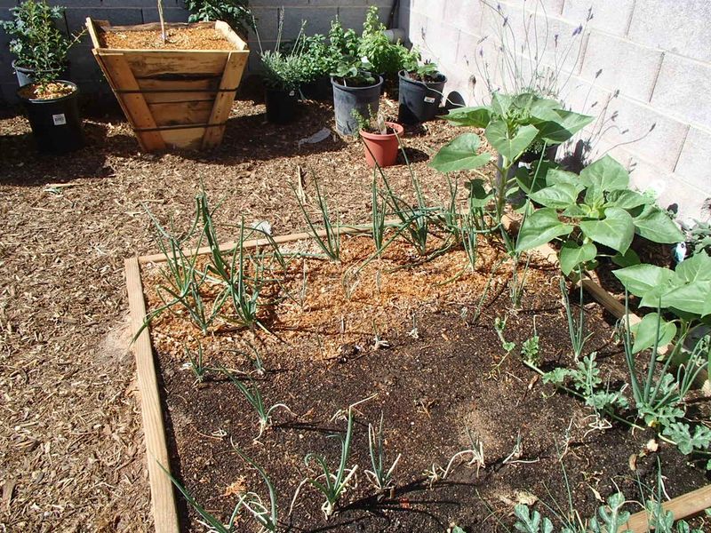Surface Compost Works Better Than Filling Planting Holes