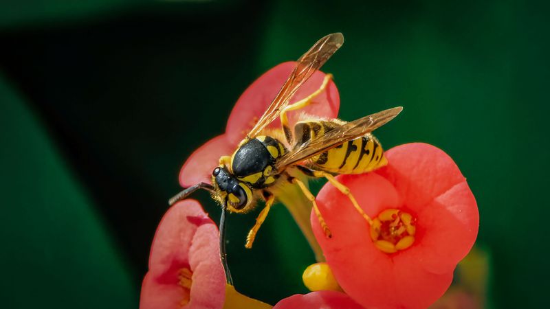 Surprising Benefits Wasps Bring To Your Backyard