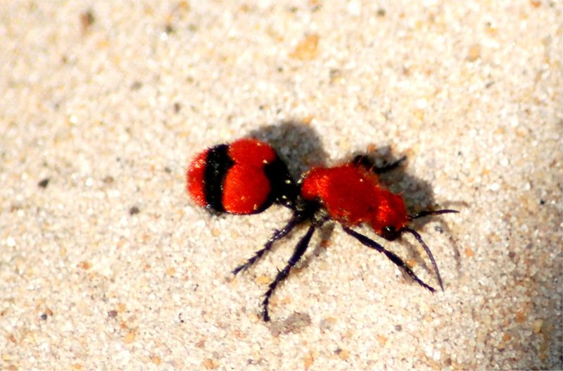 Surprising Pollinator In Your Garden