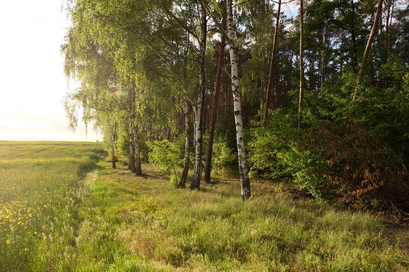 Surrounding Woodland Edges Stay Ecologically Intact
