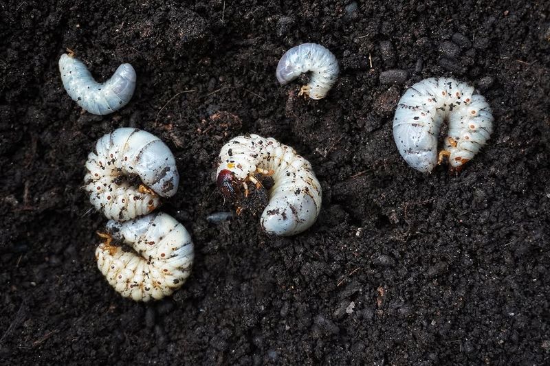 Surviving Grubs Become Beetles That Harm Your Garden