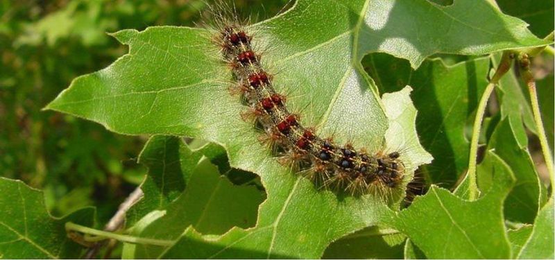 Suspicious Caterpillars Should Be Reported Before Anyone Sprays