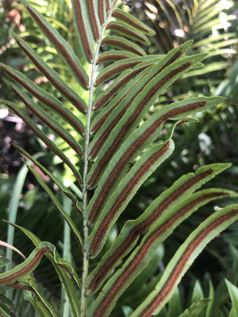 Swamp Fern Softens Wet Shade Without Falling Apart Swamp Fern Softens Wet Shade Without Falling Apart