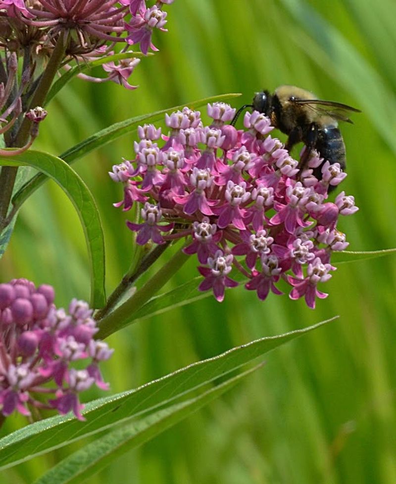 Swamp Milkweed Swamp Milkweed