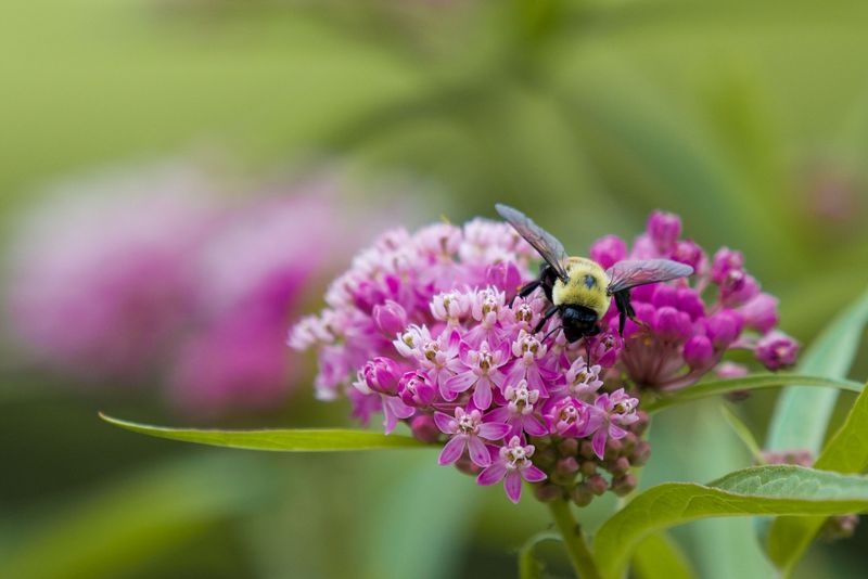 Swamp Milkweed (Asclepias Incarnata) Swamp Milkweed (Asclepias Incarnata)