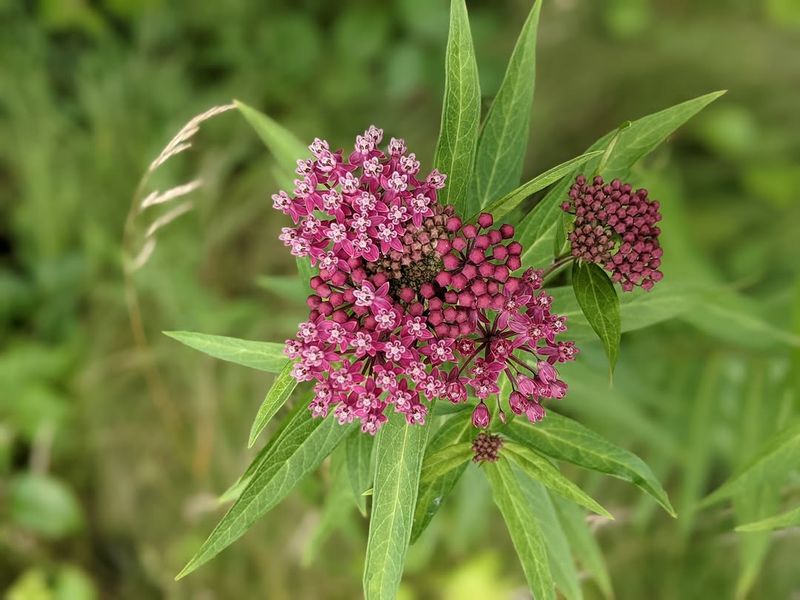 Swamp Milkweed Attracts Monarchs To Moist Garden Spaces