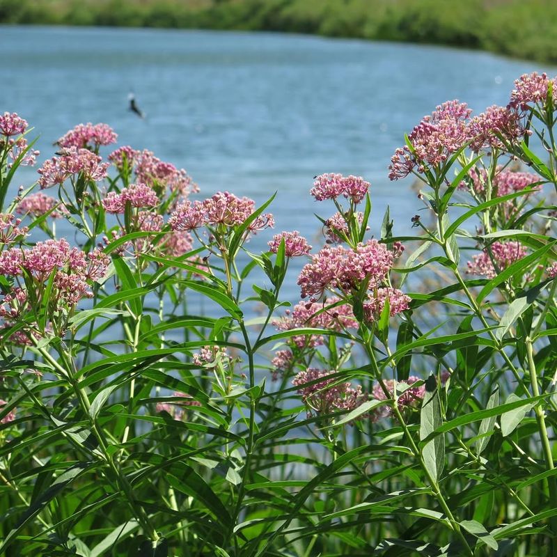 Swamp Milkweed Brightens Moist Garden Spots