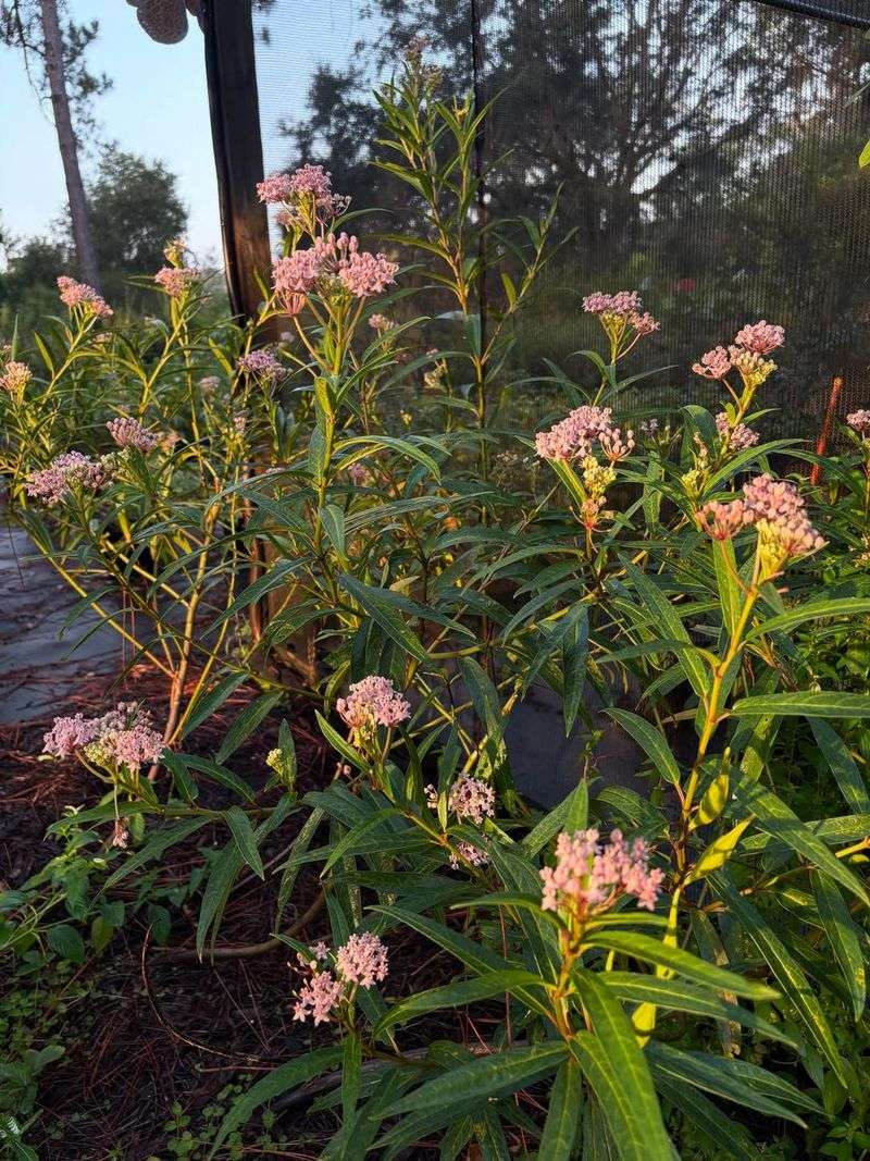 Swamp Milkweed Brings Color To Soggy Ground