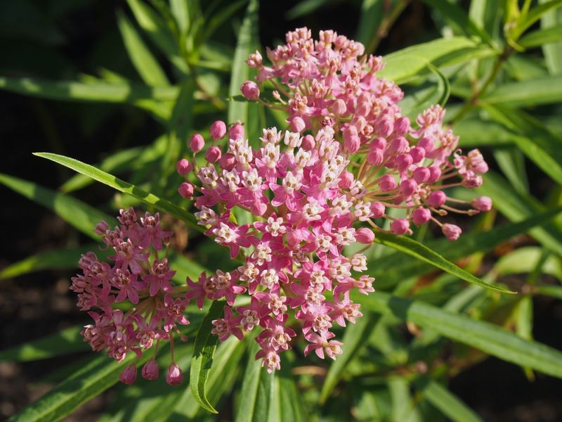 Swamp Milkweed Brings Pollinators To Sunny Pond Borders Swamp Milkweed Brings Pollinators To Sunny Pond Borders