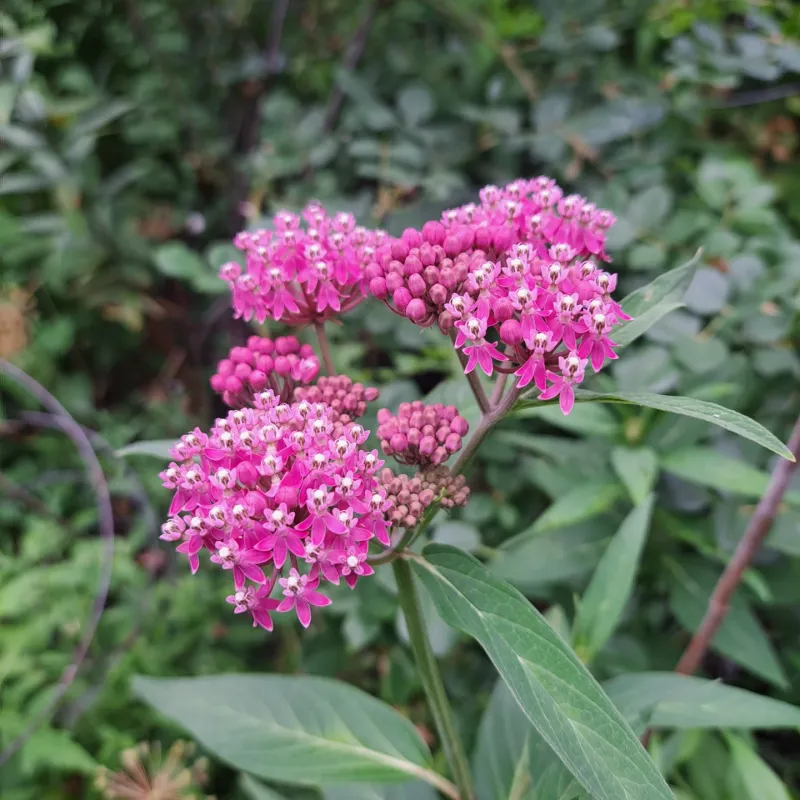 Swamp Milkweed Continues Growing In Summer Heat