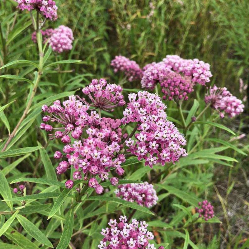 Swamp Milkweed Flowers Into Early Fall