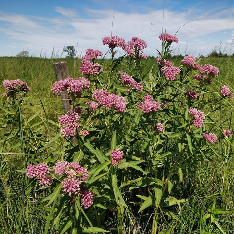 Swamp Milkweed Is Native To Pennsylvania Swamp Milkweed Is Native To Pennsylvania