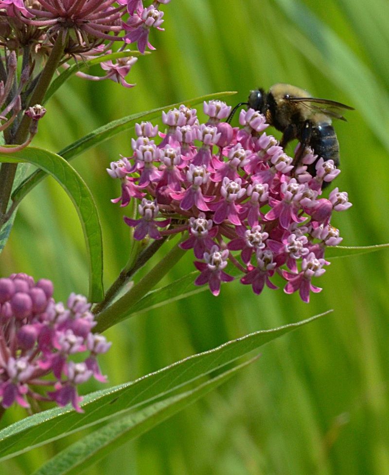 Swamp Milkweed Provides A Reliable Summer Nectar Source Swamp Milkweed Provides A Reliable Summer Nectar Source