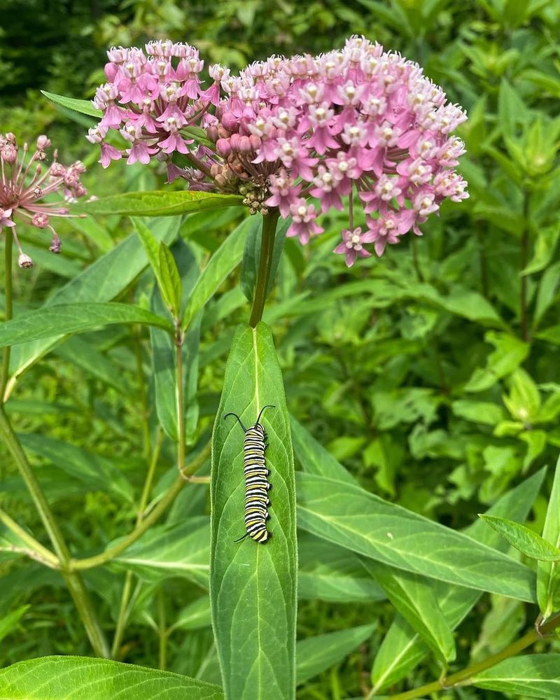 Swamp Milkweed 
