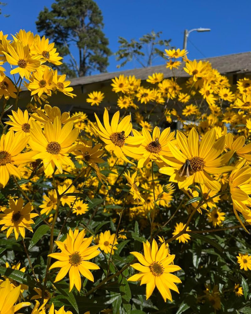 Swamp Sunflower Swamp Sunflower