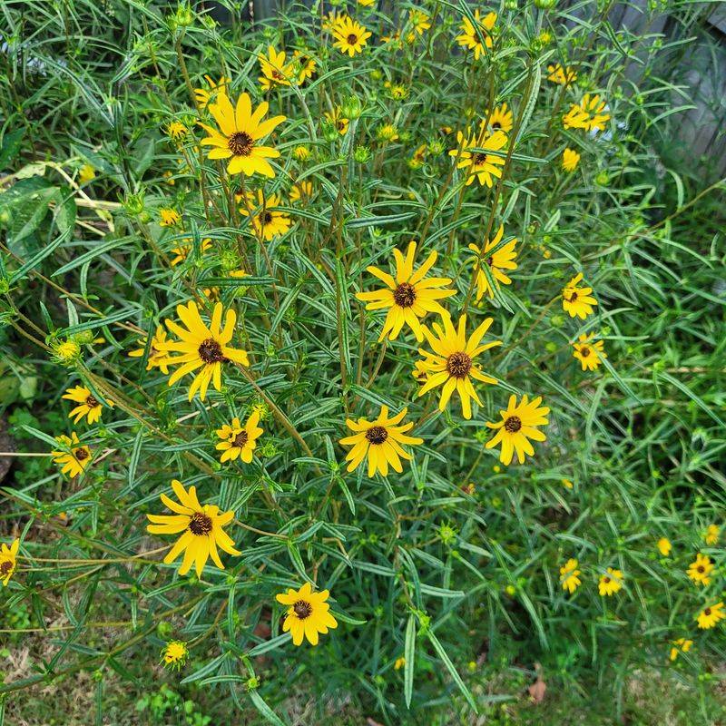 Swamp Sunflower