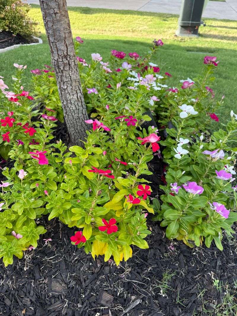 Swap In Heat Lovers When Snapdragons Fade