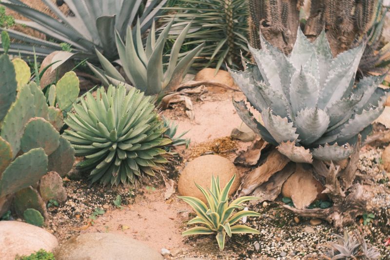 Swap Out Struggling Plants For Drought-Tolerant Picks Swap Out Struggling Plants For Drought-Tolerant Picks