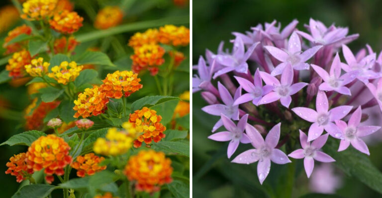 Swap Petunias In Hot Spots For These Heat-Loving Flowers