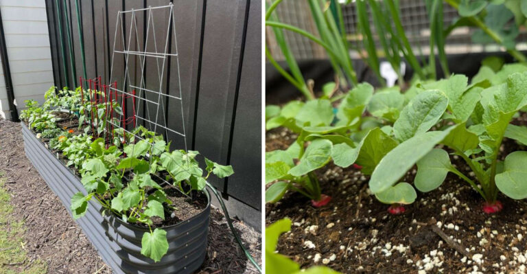 Swap These Struggling Vegetables For The Ones That Actually Thrive In Pennsylvania Raised Beds