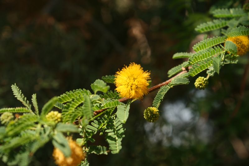 Sweet Acacia Brings Fragrance And Golden Flowers Sweet Acacia Brings Fragrance And Golden Flowers