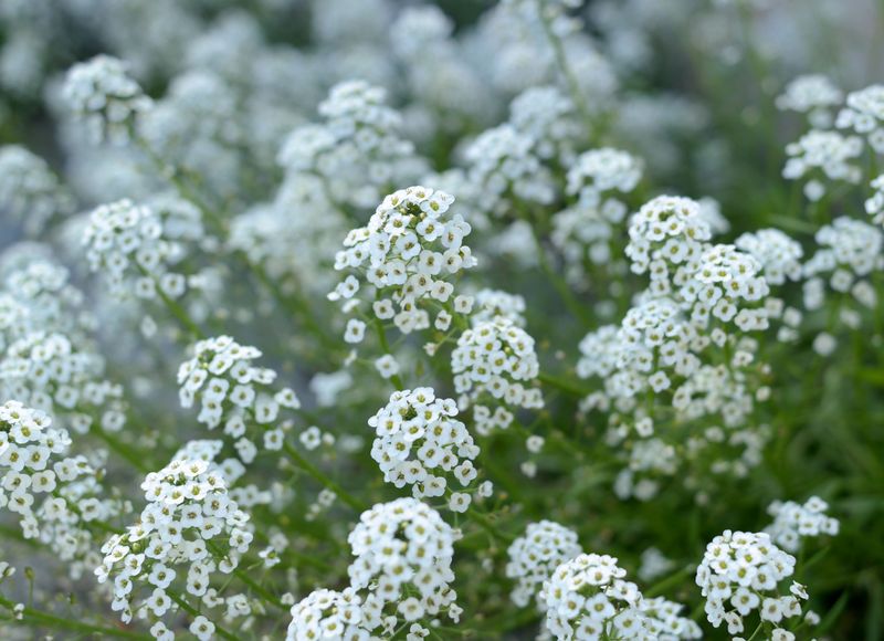 Sweet Alyssum Sweet Alyssum