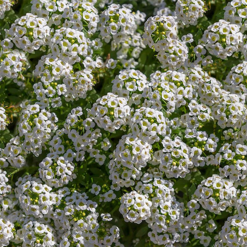 Sweet Alyssum Fades In Harsh Southern Summer Heat Sweet Alyssum Fades In Harsh Southern Summer Heat