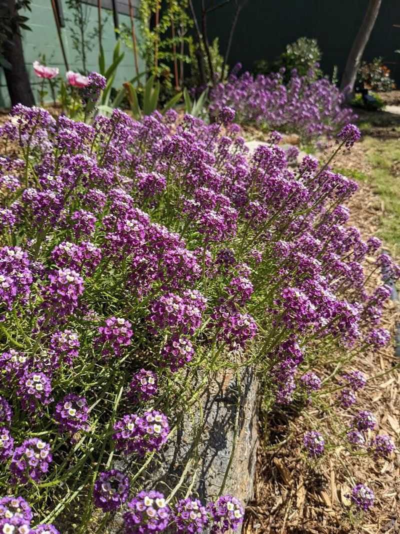 Sweet Alyssum Is The Citrus Companion Sweet Alyssum Is The Citrus Companion