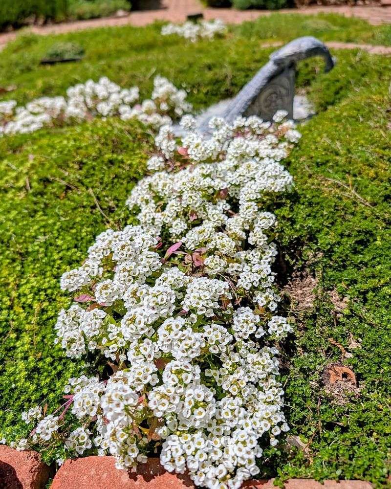 Sweet Alyssum Sweet Alyssum