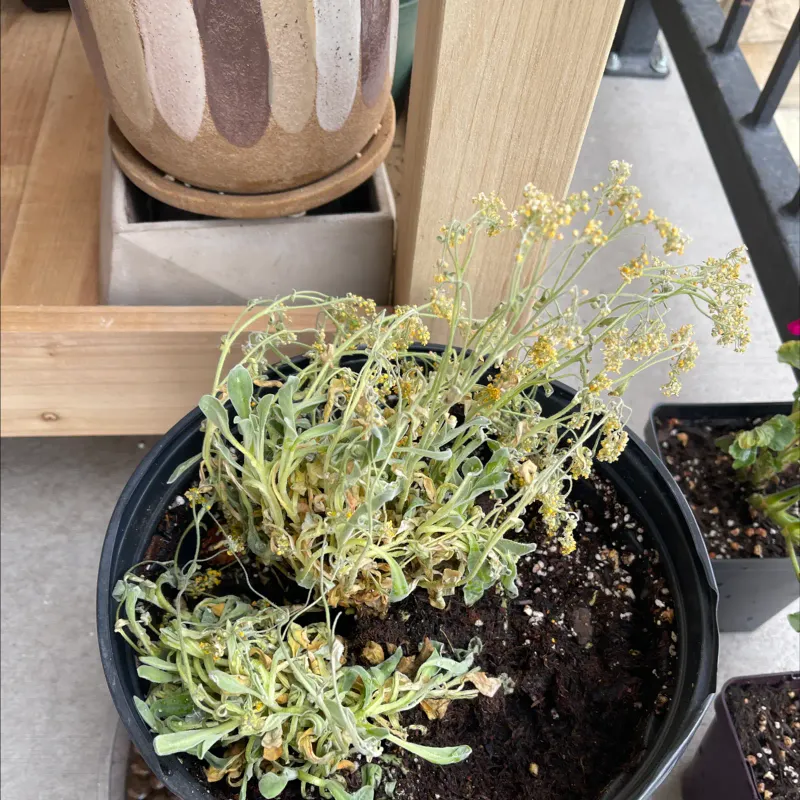 Sweet Alyssum 