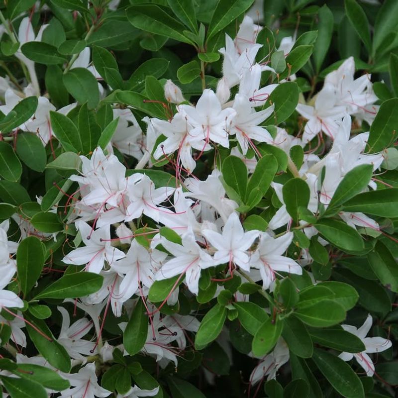 Sweet Azalea Sweet Azalea