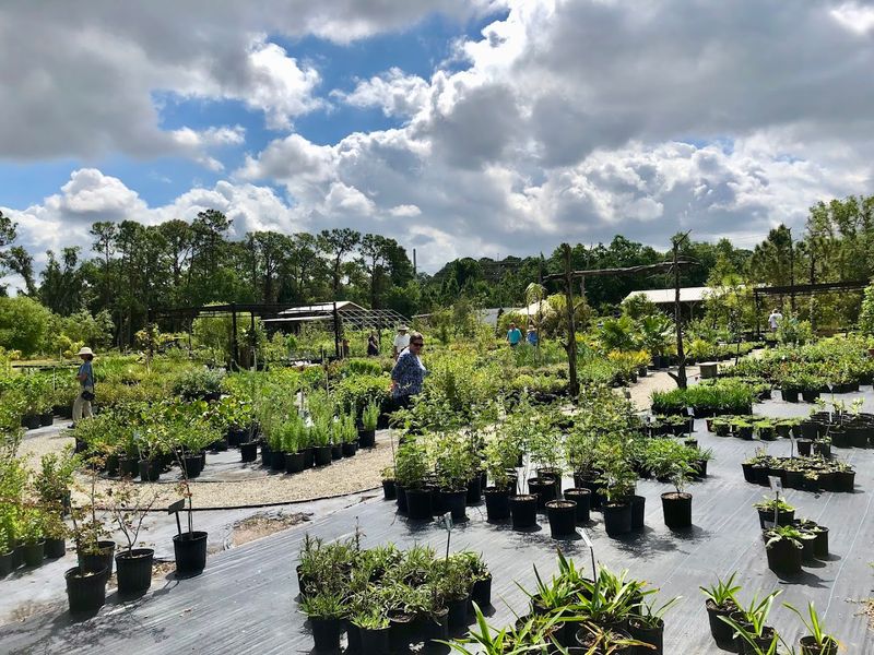 Sweet Bay Nursery Turns Parrish Gardens Into Living Habitat