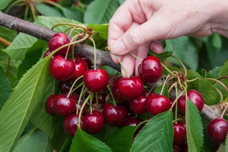 Sweet Cherry