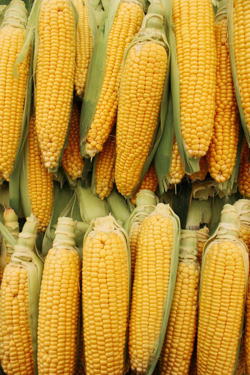Sweet Corn Sweet Corn