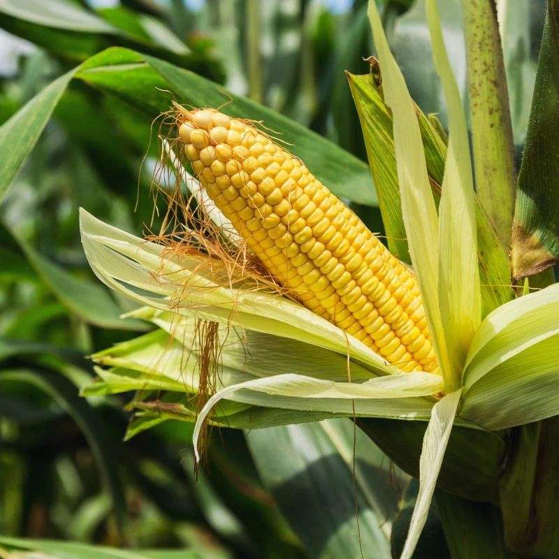 Sweet Corn Sweet Corn