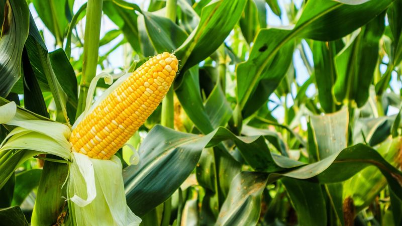 Sweet Corn Needs A Midseason Boost Sweet Corn Needs A Midseason Boost