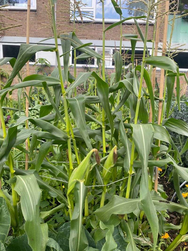 Sweet Corn Still Has Time To Grow Sweet Corn Still Has Time To Grow
