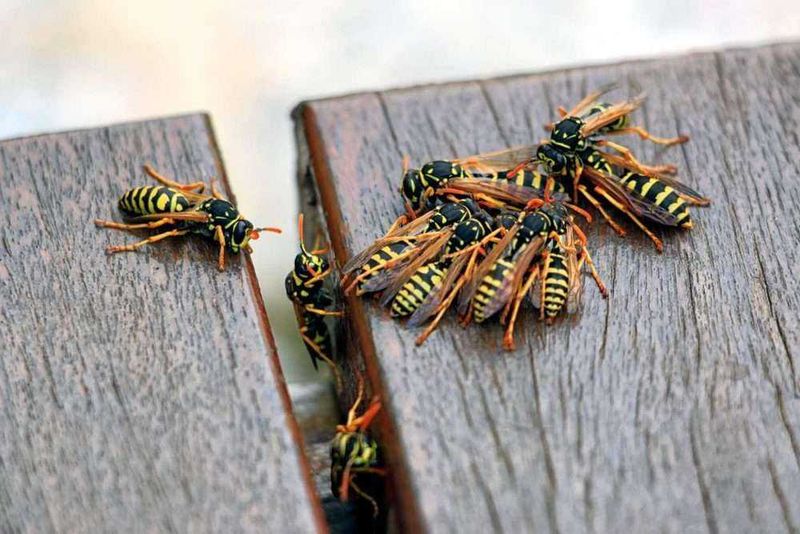 Sweet Drinks And Food Scraps Keep Wasps Returning Sweet Drinks And Food Scraps Keep Wasps Returning