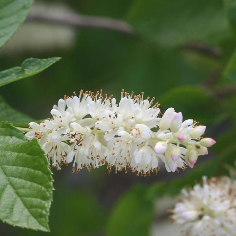 Sweet Fragrance Carries Across The Garden