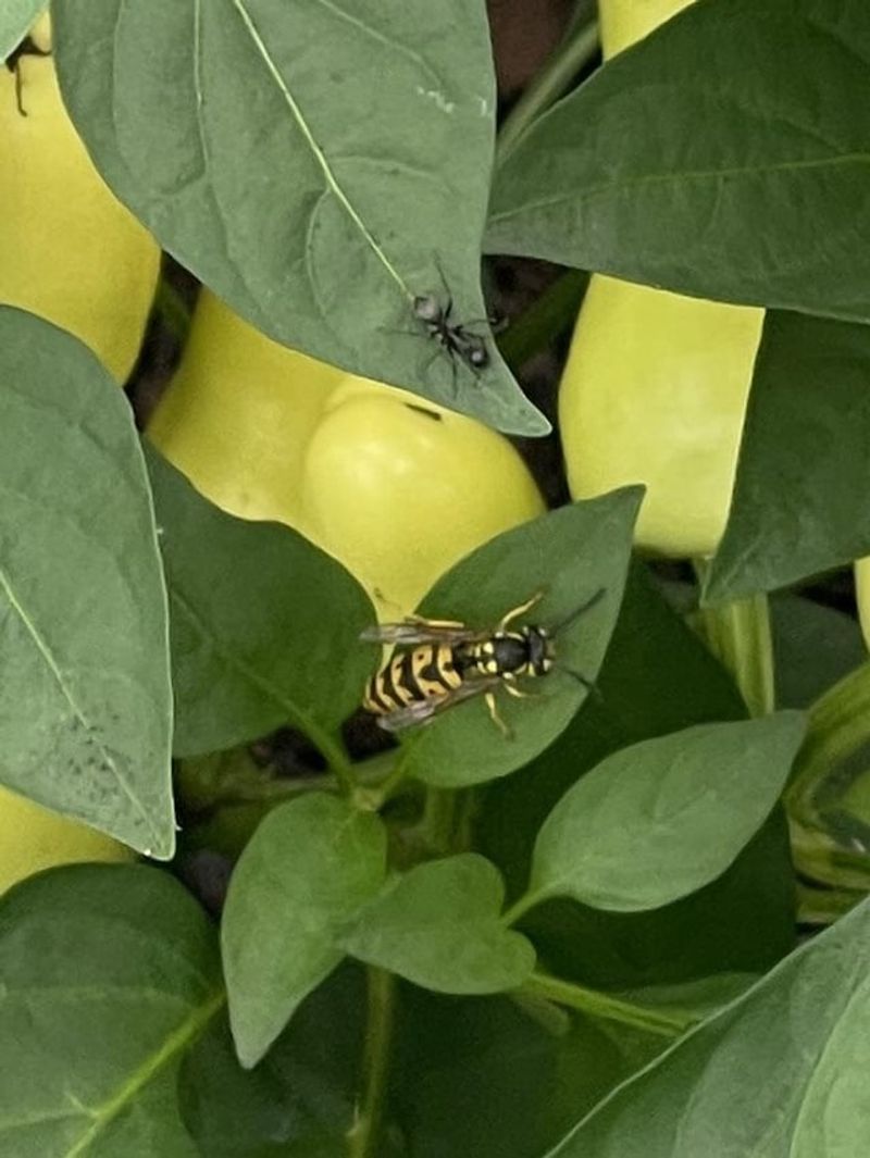 Sweet Fruits And Vegetables Are Attracting Them