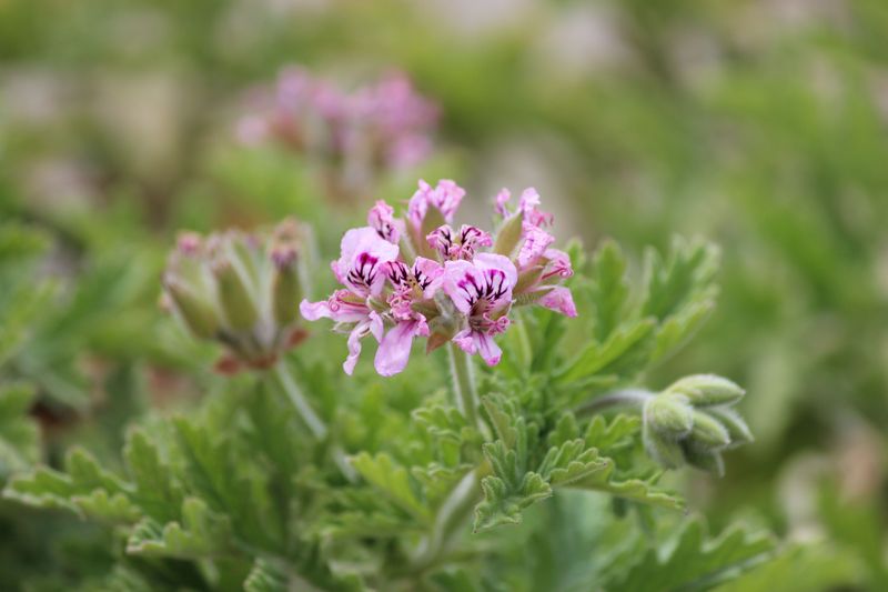 Sweet Geranium Sweet Geranium