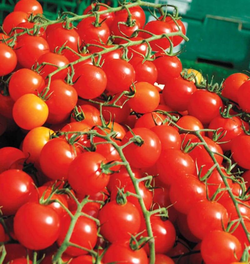 Sweet Million Keeps Producing Small Tomatoes For Weeks