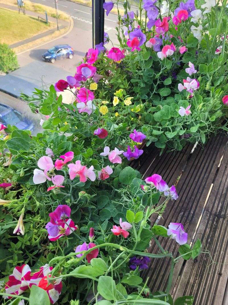 Sweet Peas Drop Seeds For A Surprise Spring Show