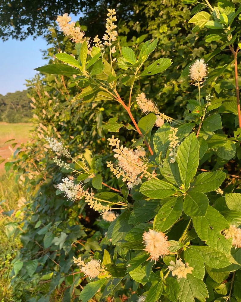 Sweet Pepperbush Attracts Pollinators In Summer Sweet Pepperbush Attracts Pollinators In Summer