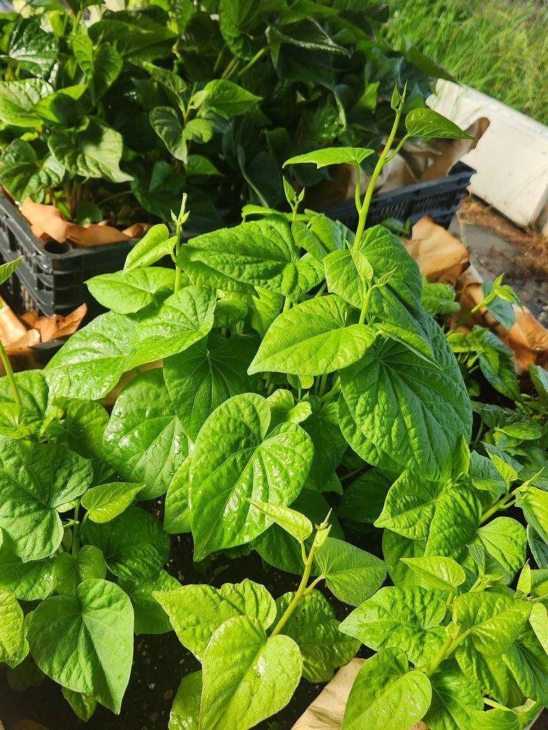 Sweet Potatoes (Best For June Heat)