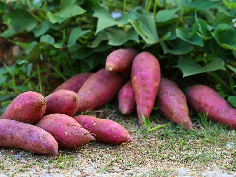 Sweet Potatoes Spread Quickly Once Summer Arrives