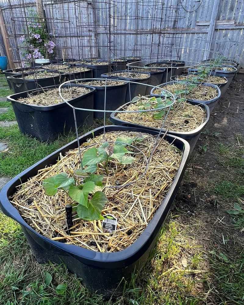 Sweet Potatoes Thrive In Warm Moist Soil Sweet Potatoes Thrive In Warm Moist Soil