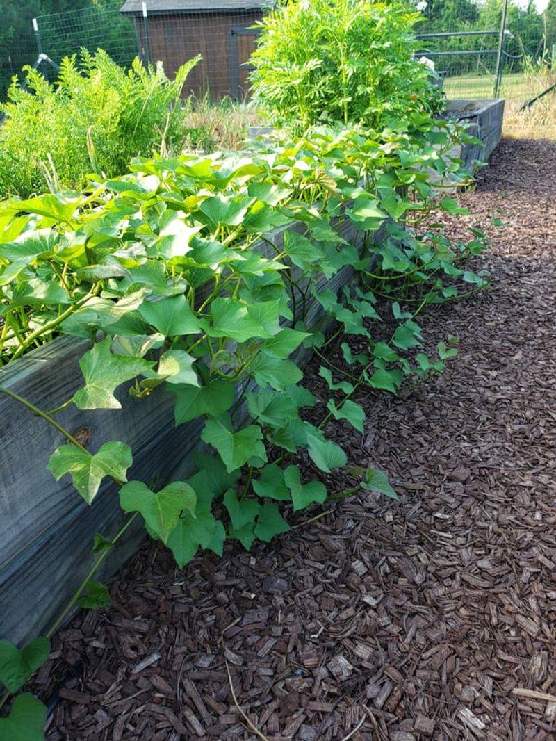 Sweet Potatoes Turn Hot Beds Into Leafy Groundcover
