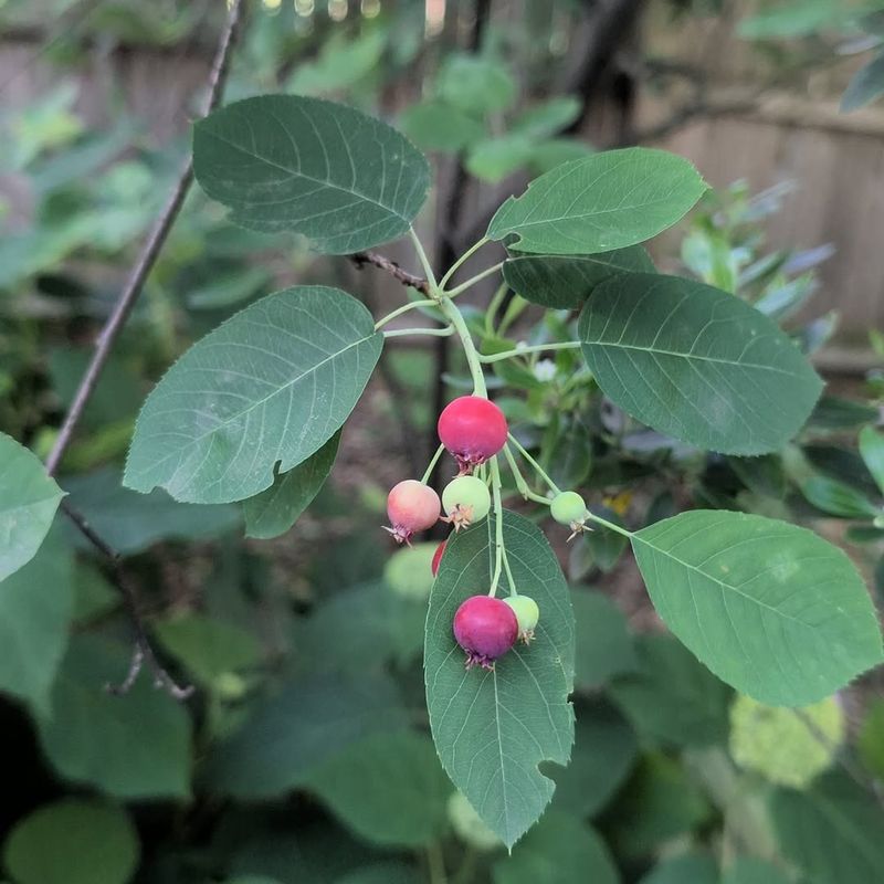 Sweet Summer Berries That Feed Dozens Of Wildlife Species Sweet Summer Berries That Feed Dozens Of Wildlife Species